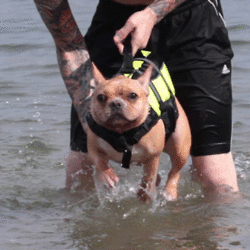 Dog Life Jacket: Keep Your Best Pal As Safe As Possible! 2