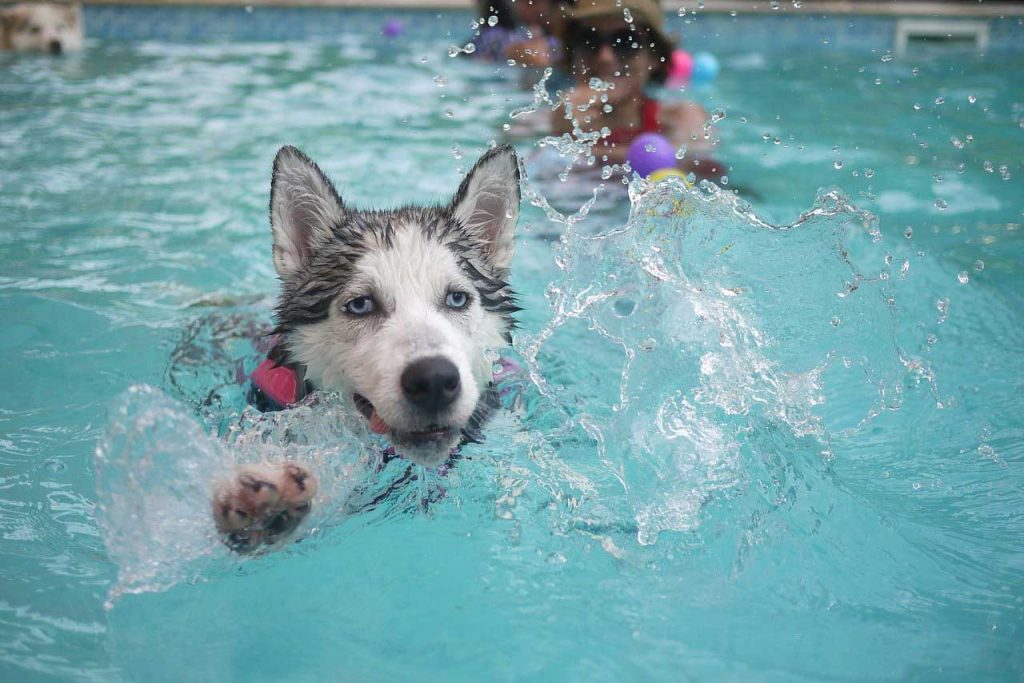 Dog life jacket pool