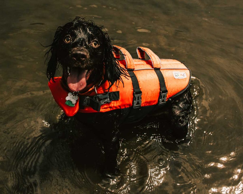Dog life jacket water